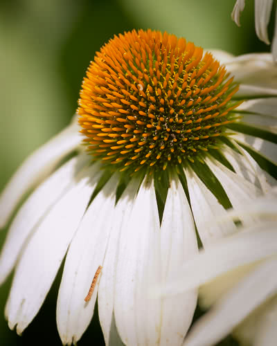 ConeFlower_W