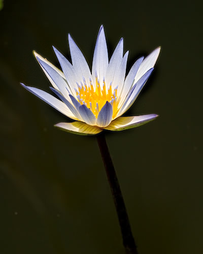 WaterLily_W