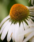 ConeFlower_W